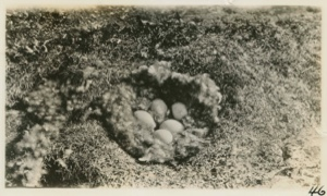 Image of Eggs Eider Duck